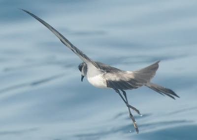 White-faced Storm Petrel (Pelagodroma marina)