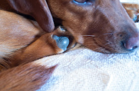 A tightly framed picture of a fox red colored dog on a white blanket.