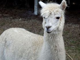 alpaca