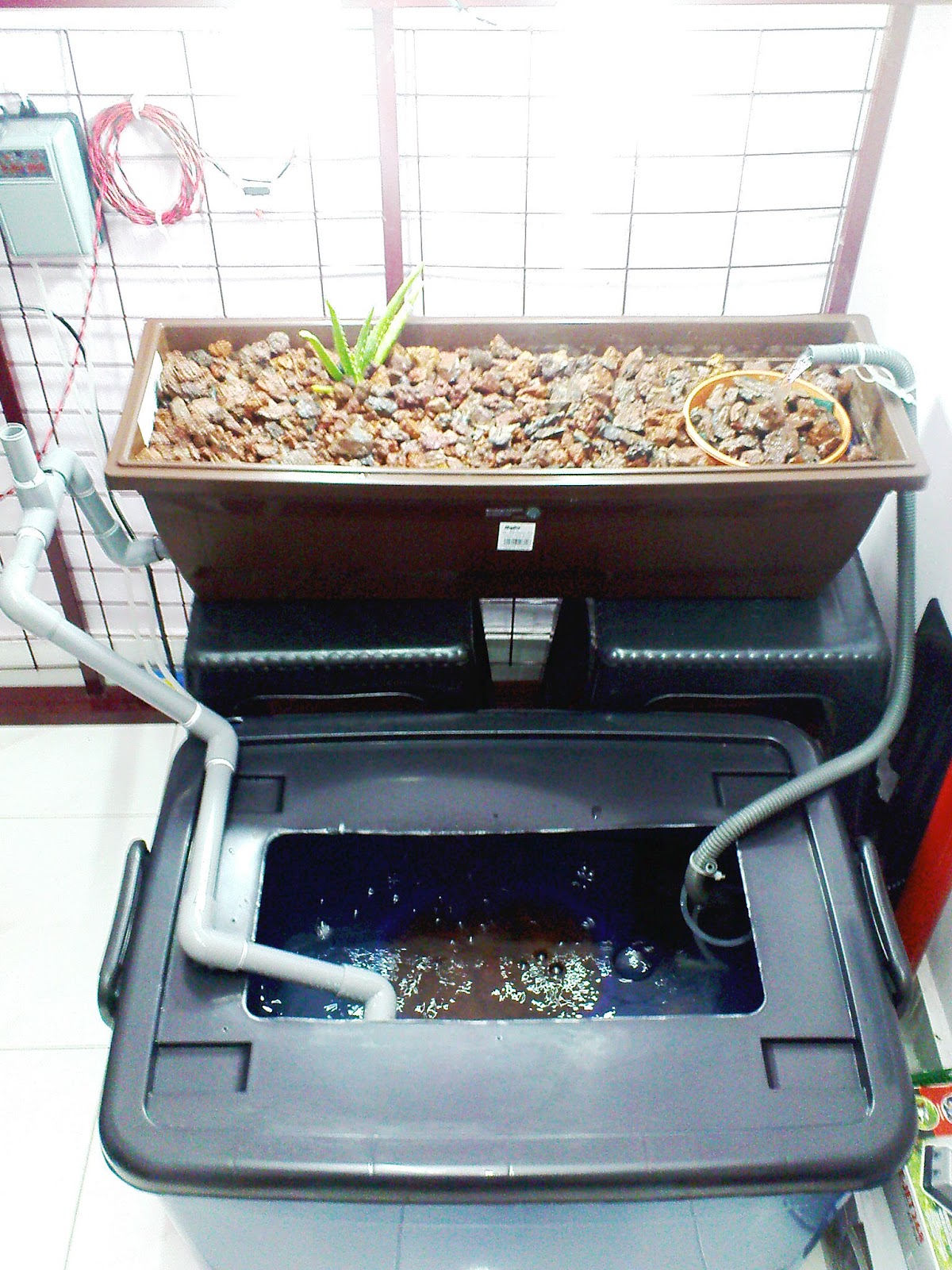 Aquaponics Borneo: Mini Indoor Aquaponics Update- 20 Sept 2012