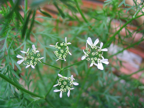 coriandrum sativum pianta