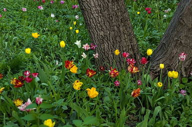 background-of-tulip-blossom-flower