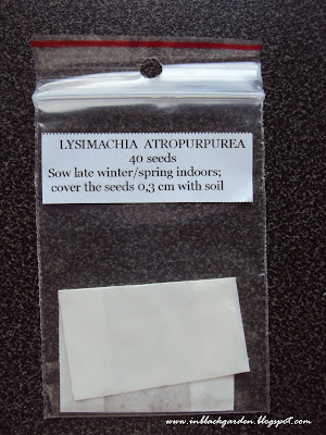 lysimachia_atropurpurea_seeds