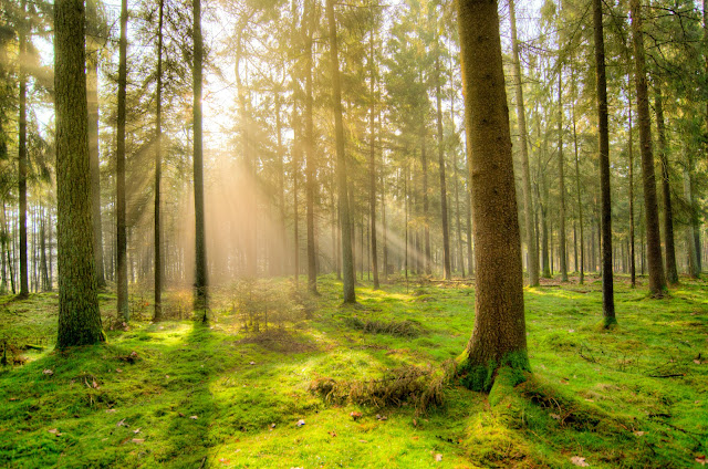 The Sunrises Through The Trees