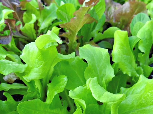 How to Grow Lettuce in Your Backyard Garden