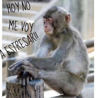 imagenes - animales - chistosos- frases - risa - whatsapp