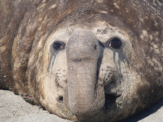 Due specie di elefante marino: quello del nord e quella del sud