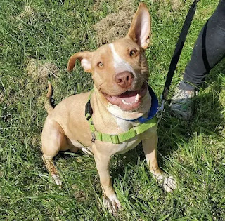 Perro abandonado y encadenado está increíblemente feliz de ser rescatado