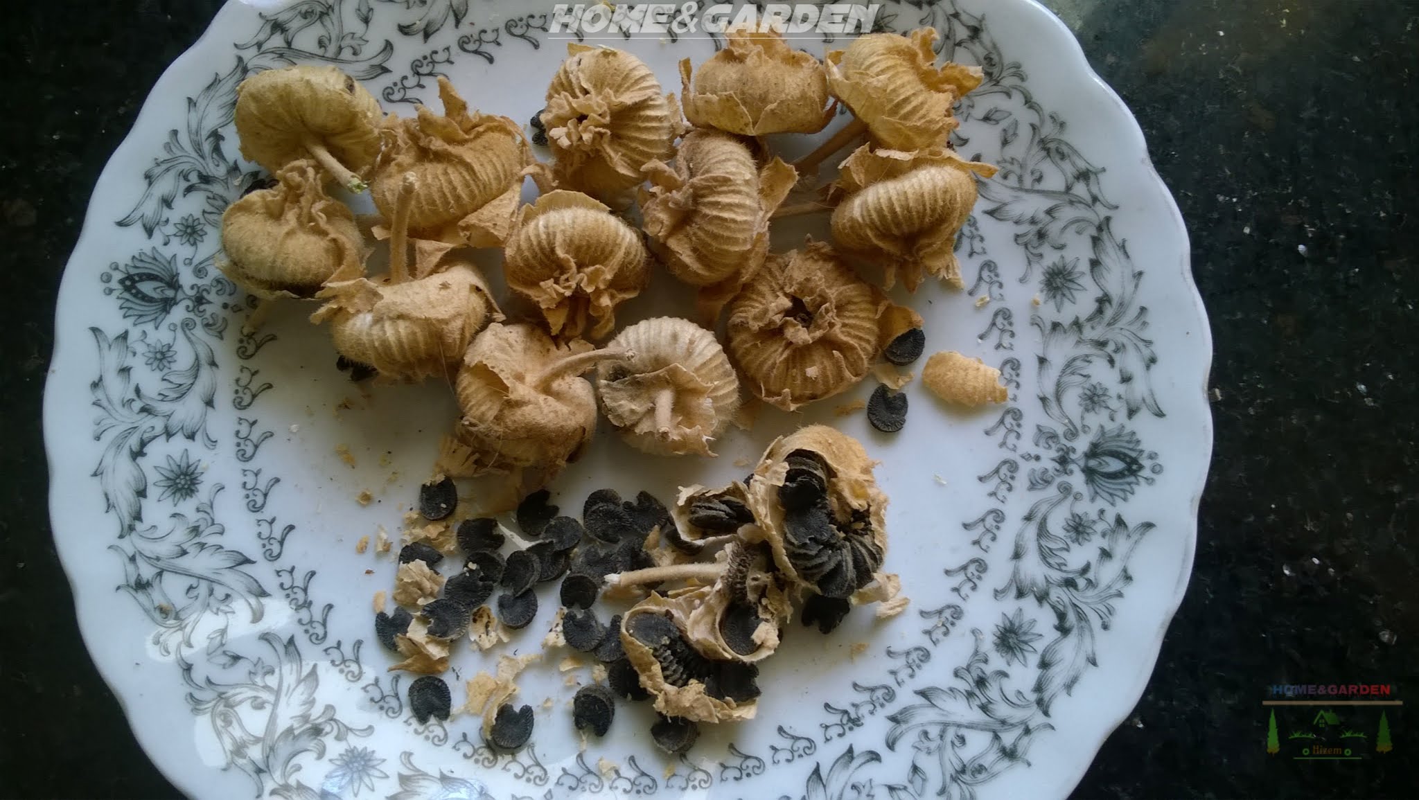 Collecting hollyhock seed is very easy. In fact, because the seed pods and the seeds themselves are large and easy to handle,  it's a fun project for children as well as adults