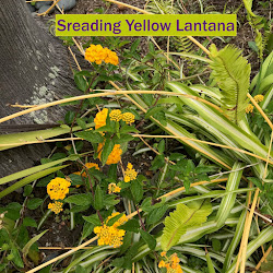 Spreading Yellow Lantana