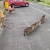 Grupo de filhotes de Capivara para o trânsito em Torres