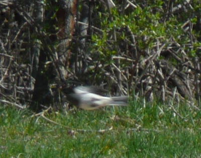 junco on the wing