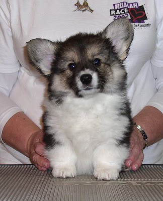 8-week old Maddi with two ears sticking up