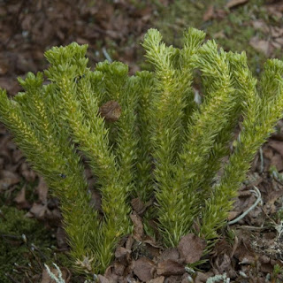 Huperzia serrata, huperine A, Lycopodium serratum, toothed clubmoss, Chinese club moss