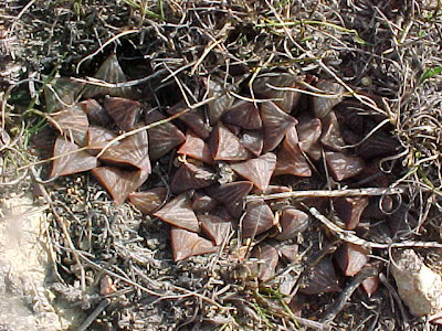 Haworthia fusca