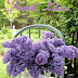 It's Lilac Season in our Garden
