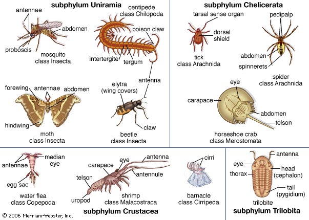 Ciri - ciri dan apa itu Hewan Arthropoda  Bplue