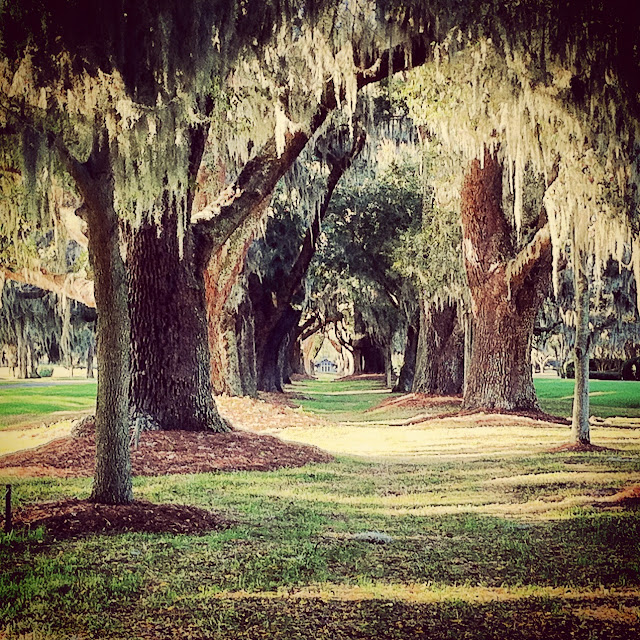 Avenue of the Oaks