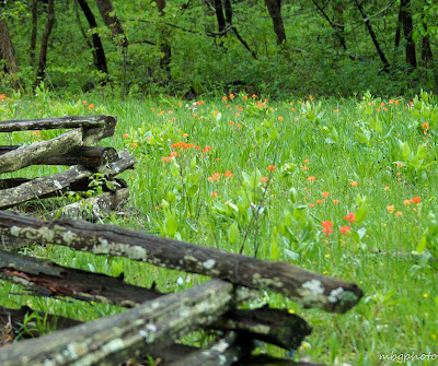 old rail fence and wildflowers photo by mbgphoto