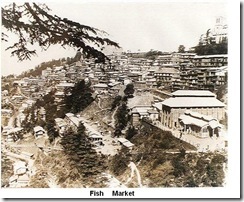 FISH MARKET