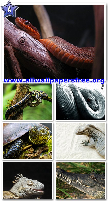 140 Amazing Reptiles Wallpapers 1600 X 1200