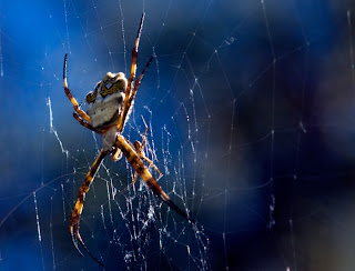 insectos en Peninsula Valdes