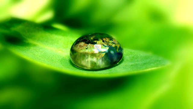 dew drop on green leave