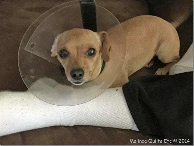 1214 Susie after surgery