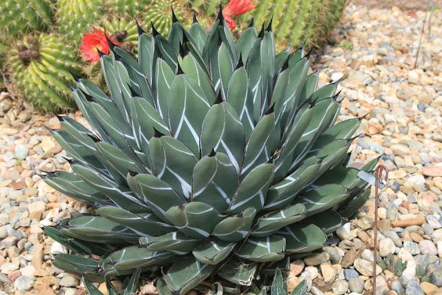 David Feix Landscape Design - Agave victoria-reginae