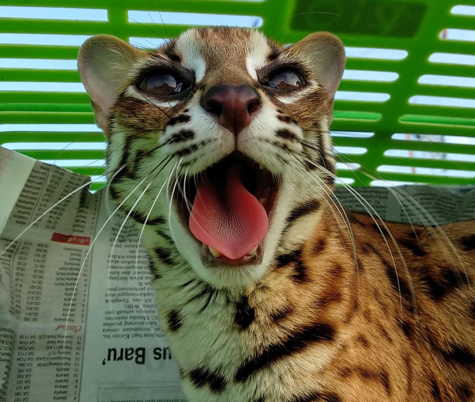 Foto foto Kucing Hutan Galak Membuka Mulut Leopard 