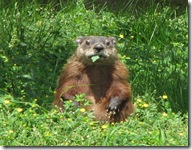 632px-Groundhog,_eating