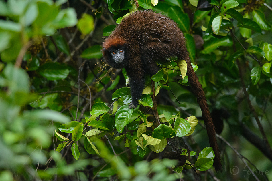 Kollakäpp-titi, Cheracebus lucifer, Lucifer titi monkey, yellow-handed, widow, ahv, callicebus