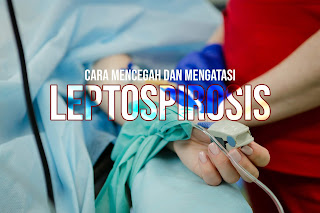 leptospirosis, leptospirosis adalah, leptospirosis pdf, leptospirosis dog, leptospirosis for dogs, leptospirosis in dogs, leptospirosis on dog, leptospirosis vaccine, leptospirosis dog vaccine, leptospirosis vaccine for dogs