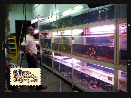 Angel Fish pilihan ikan akuarium