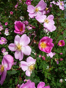 040 Rosa 'Professor Fagerlind' Daniel grankvist