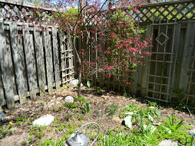 Riverdale Backyard Spring Garden Cleanup Before by Paul Jung Gardening Services a Toronto Gardening Company