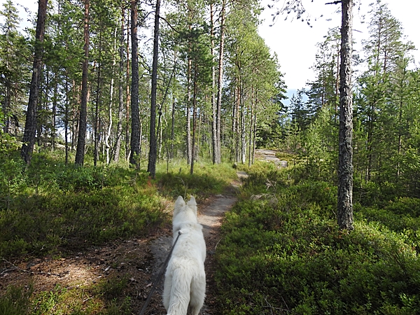 Aklangen Åbortjern Holleia svarttjern Hjellebråtan
