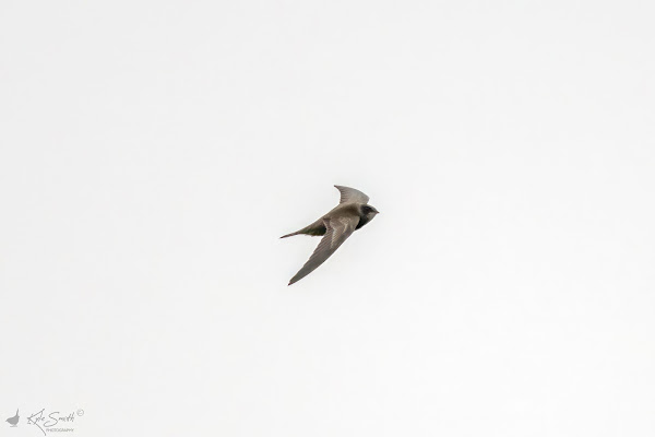 Pallid swift