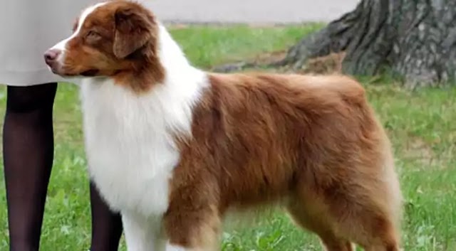 Australian Shepherd Dog Breed Info: Price, Characteristics, Aggressiveness & Facts