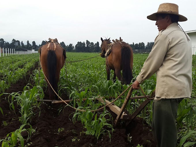 Editorial/ Invertir en el campo,  tema olvidado