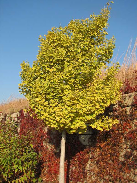 Autumn Gold Ginkgo9