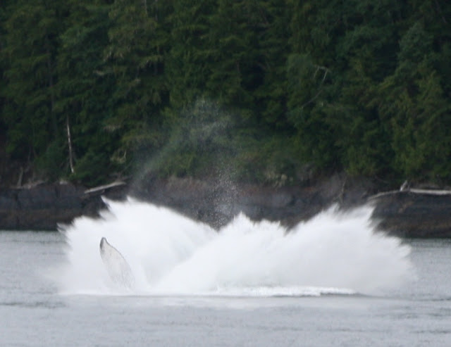 Ballena Jorobada (Canadá)