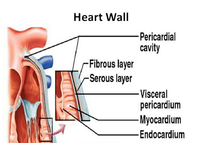 the three heart layer