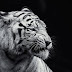 black and white tiger wallpaper