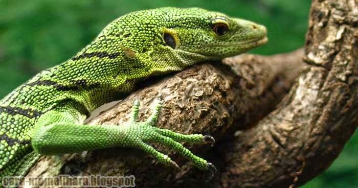 Jenis Pakan  Untuk Biawak Peliharaan 