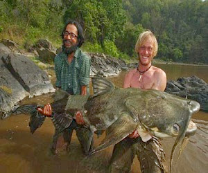 Jenis Ikan Lele Terbesar Di Dunia