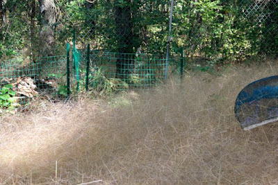 tumblegrass seed heads piled up