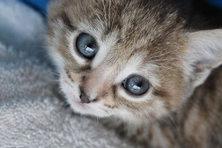 A gray kitten looks up at the camera.