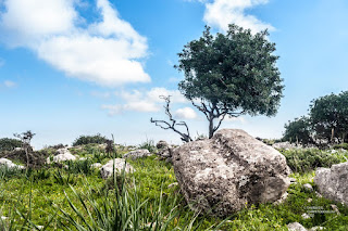 Sarantapihos, Σαραντάπηχο 08