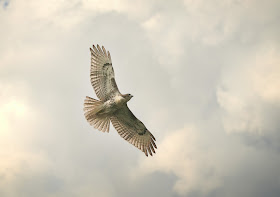 Tompkins Square red-tailed hawk fledgling